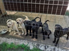 Labrador retriever