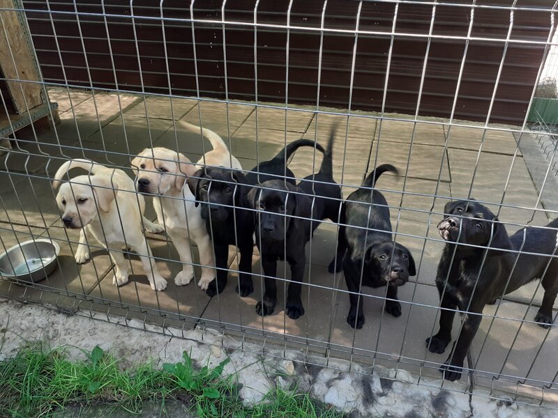 Labrador retriever